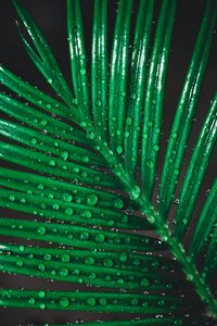 Preview wallpaper leaf, drops, water, macro