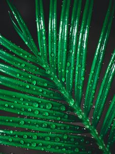 Preview wallpaper leaf, drops, water, macro