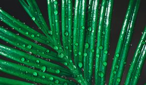 Preview wallpaper leaf, drops, water, macro