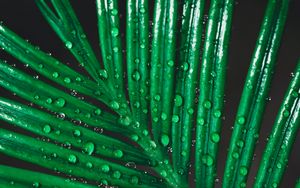 Preview wallpaper leaf, drops, water, macro