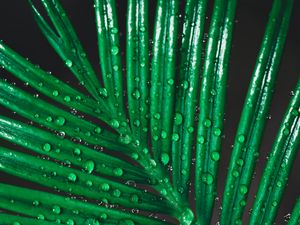 Preview wallpaper leaf, drops, water, macro