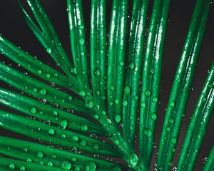 Preview wallpaper leaf, drops, water, macro