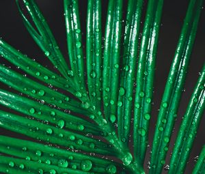 Preview wallpaper leaf, drops, water, macro