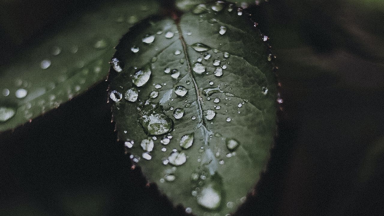 Wallpaper leaf, drops, water, macro, plant