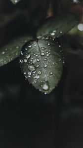 Preview wallpaper leaf, drops, water, macro, plant