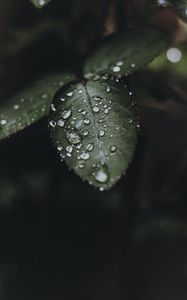 Preview wallpaper leaf, drops, water, macro, plant