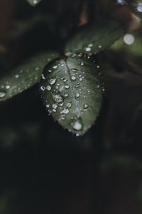 Preview wallpaper leaf, drops, water, macro, plant