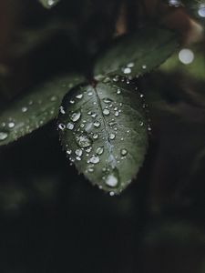 Preview wallpaper leaf, drops, water, macro, plant