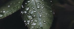 Preview wallpaper leaf, drops, water, macro, plant
