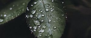 Preview wallpaper leaf, drops, water, macro, plant