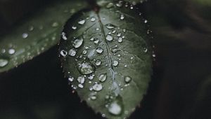 Preview wallpaper leaf, drops, water, macro, plant