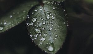 Preview wallpaper leaf, drops, water, macro, plant
