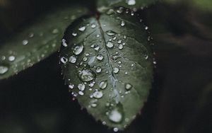 Preview wallpaper leaf, drops, water, macro, plant