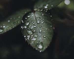 Preview wallpaper leaf, drops, water, macro, plant