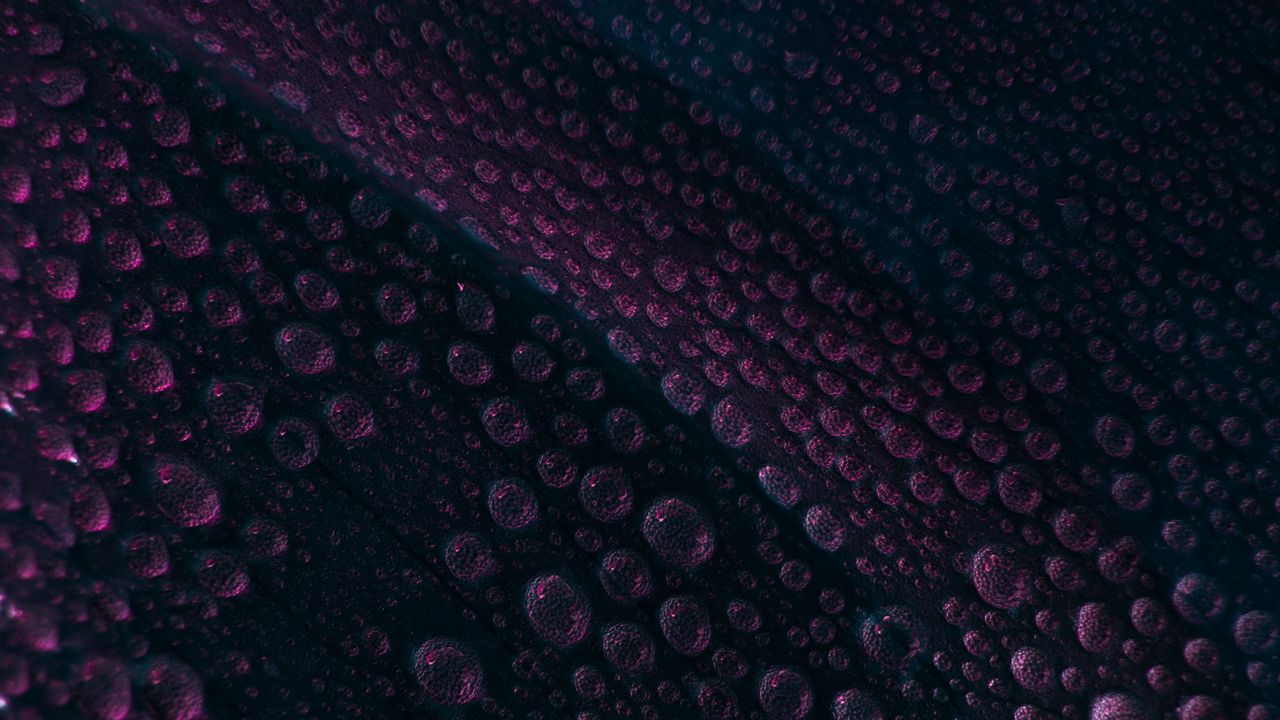 Wallpaper leaf, drops, water, surface, macro, purple
