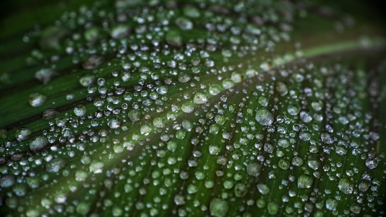 Wallpaper leaf, drops, water, macro, green