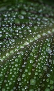 Preview wallpaper leaf, drops, water, macro, green