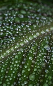 Preview wallpaper leaf, drops, water, macro, green