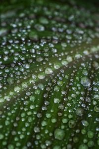 Preview wallpaper leaf, drops, water, macro, green