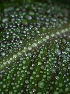 Preview wallpaper leaf, drops, water, macro, green