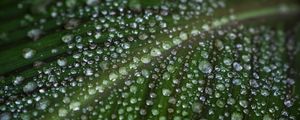 Preview wallpaper leaf, drops, water, macro, green