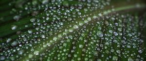 Preview wallpaper leaf, drops, water, macro, green