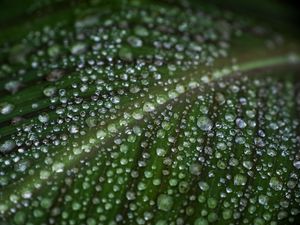 Preview wallpaper leaf, drops, water, macro, green