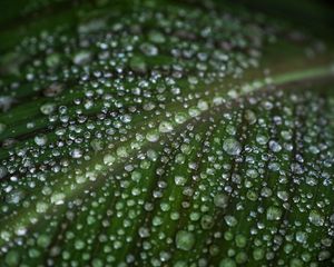 Preview wallpaper leaf, drops, water, macro, green