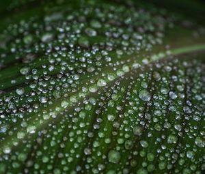 Preview wallpaper leaf, drops, water, macro, green