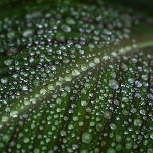 Preview wallpaper leaf, drops, water, macro, green