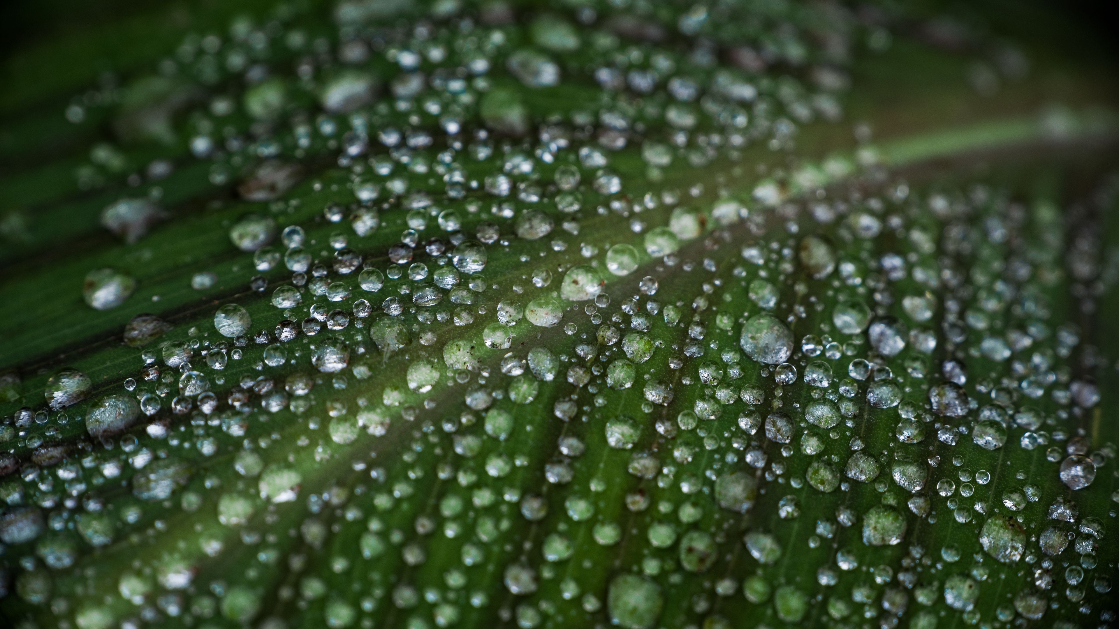 Download wallpaper 3840x2160 leaf, drops, water, macro, green 4k uhd 16