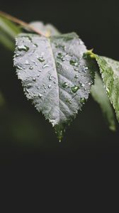 Preview wallpaper leaf, drops, water, macro, blur