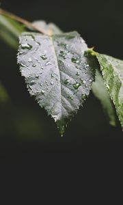 Preview wallpaper leaf, drops, water, macro, blur