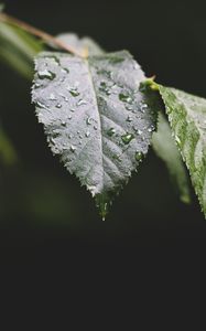 Preview wallpaper leaf, drops, water, macro, blur