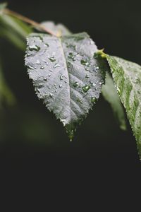 Preview wallpaper leaf, drops, water, macro, blur