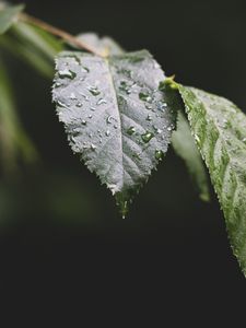Preview wallpaper leaf, drops, water, macro, blur