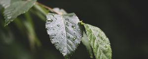 Preview wallpaper leaf, drops, water, macro, blur