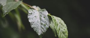 Preview wallpaper leaf, drops, water, macro, blur