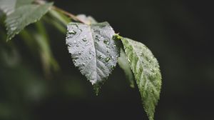 Preview wallpaper leaf, drops, water, macro, blur