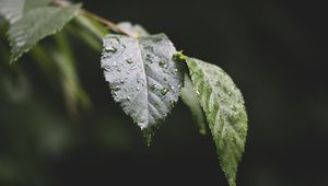Preview wallpaper leaf, drops, water, macro, blur