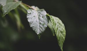Preview wallpaper leaf, drops, water, macro, blur