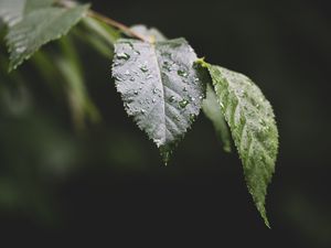 Preview wallpaper leaf, drops, water, macro, blur