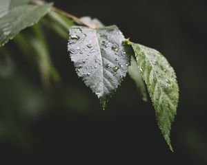 Preview wallpaper leaf, drops, water, macro, blur