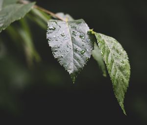 Preview wallpaper leaf, drops, water, macro, blur