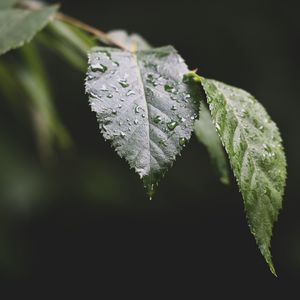 Preview wallpaper leaf, drops, water, macro, blur