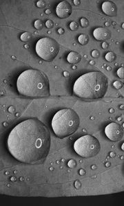 Preview wallpaper leaf, drops, water, reflection, macro, black and white