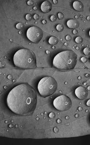 Preview wallpaper leaf, drops, water, reflection, macro, black and white