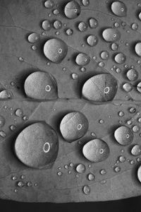 Preview wallpaper leaf, drops, water, reflection, macro, black and white