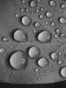 Preview wallpaper leaf, drops, water, reflection, macro, black and white