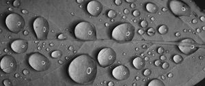 Preview wallpaper leaf, drops, water, reflection, macro, black and white